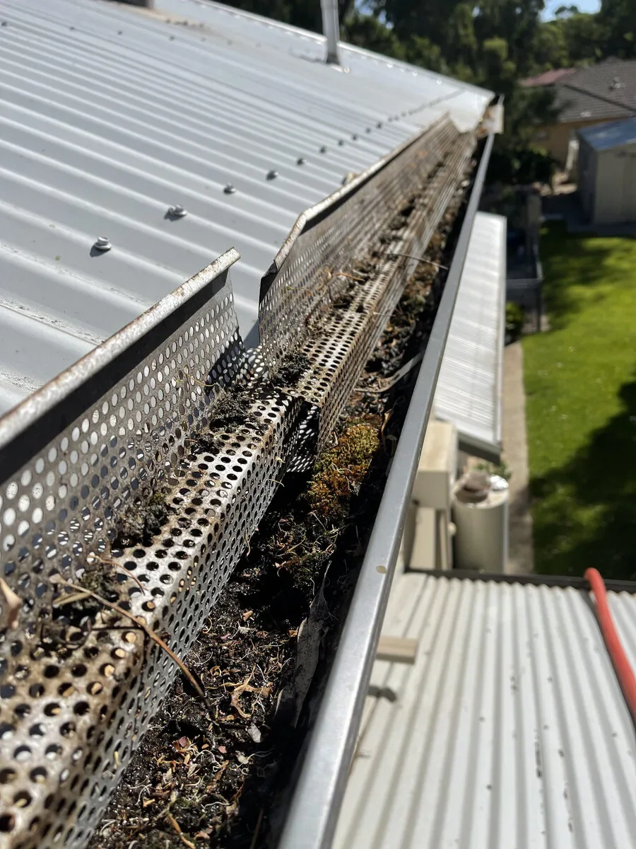 Plant growth rooted through gutter guard — mesh acting as growing medium
