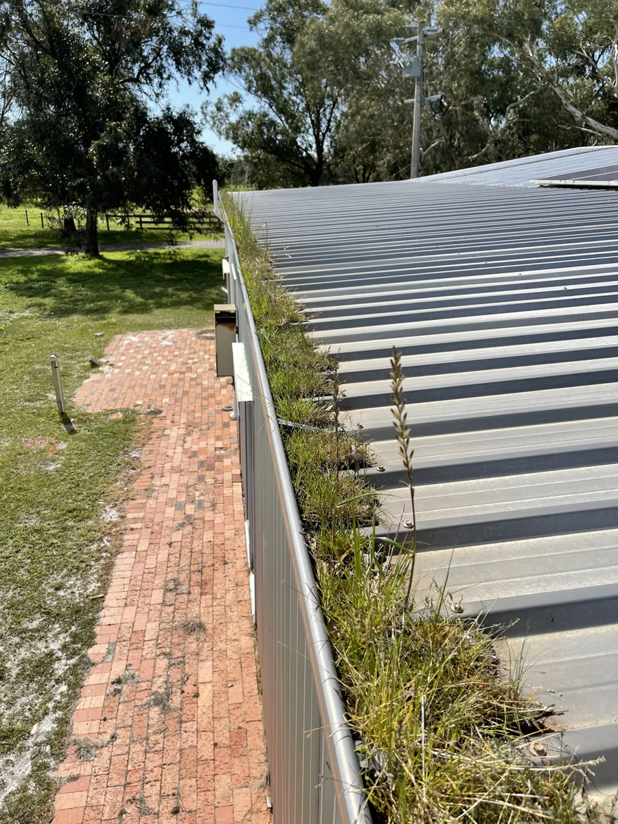 Perth metal-roof gutter overgrown with grass before ProFlo vacuum cleaning