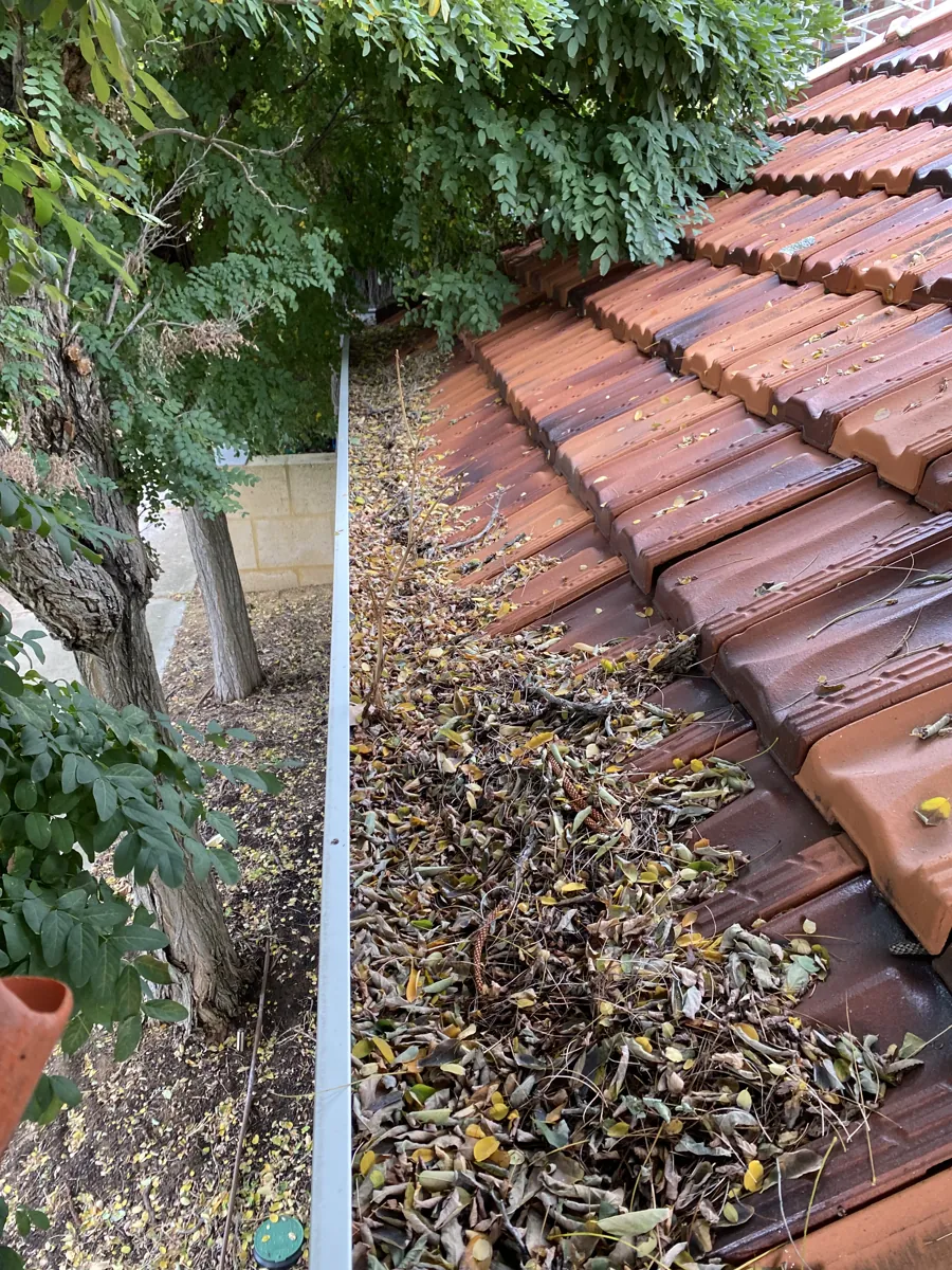 Terracotta tile-roof gutter filled with leaves before ProFlo vacuum cleaning, Perth