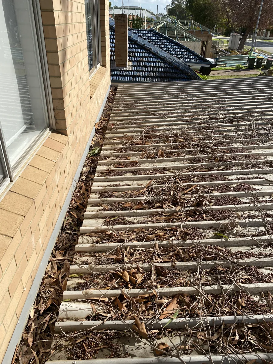 Gutter filled with leaf debris before ProFlo vacuum cleaning, Perth