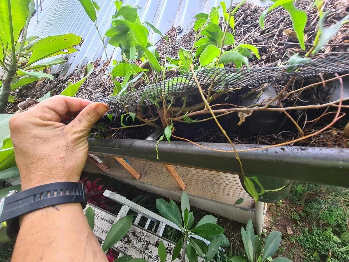Full plants growing through the mesh — roots established inside the gutter